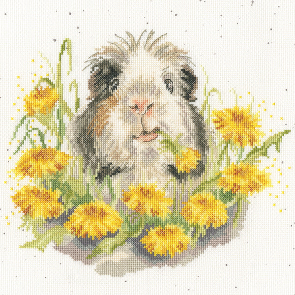 Dandy Day (Guinea Pig)