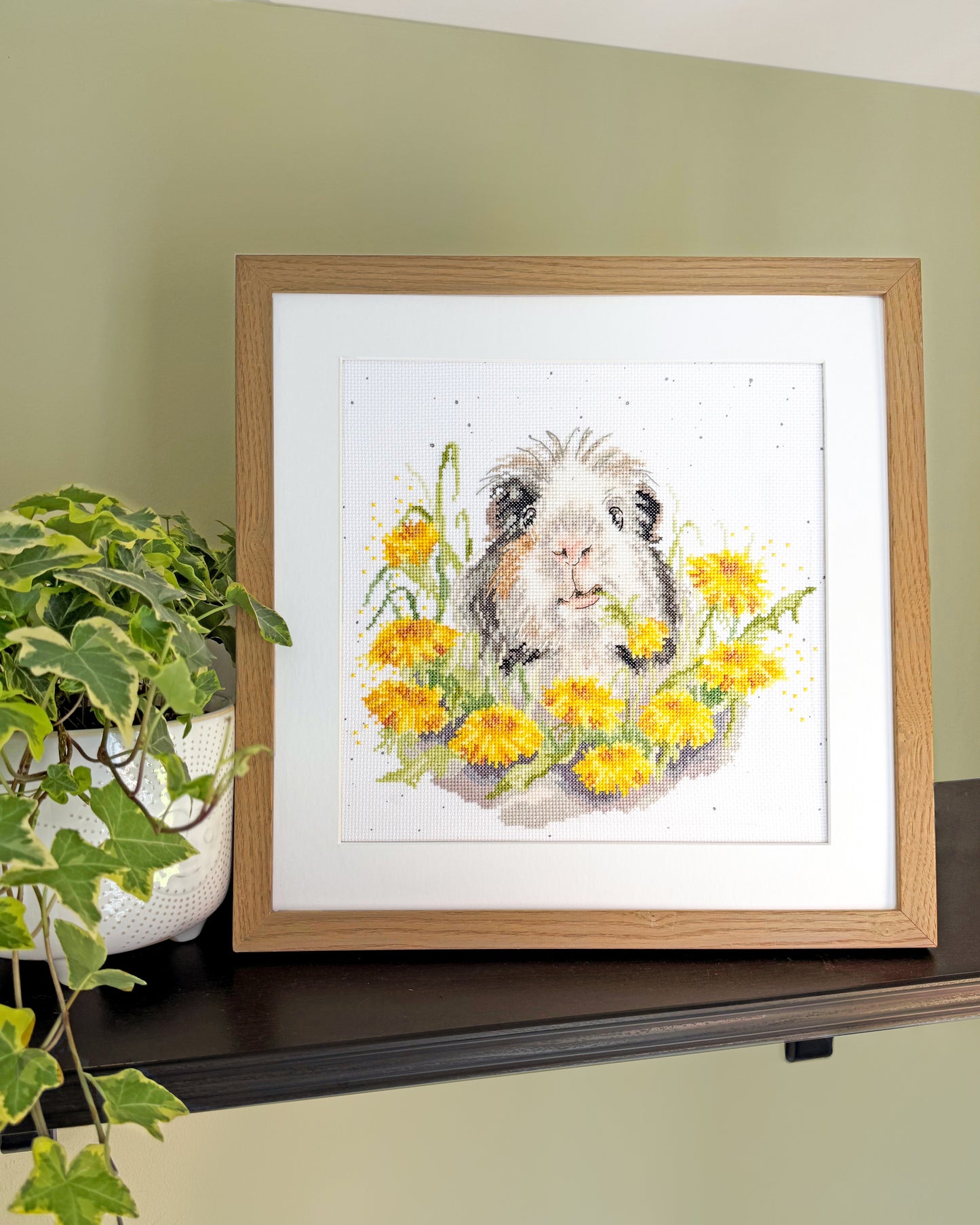 Dandy Day (Guinea Pig)
