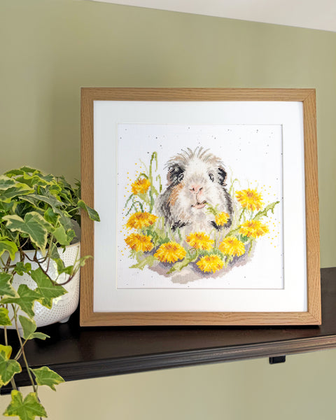Dandy Day (Guinea Pig)