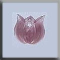 12157 - Very Small Tulip Marbled Rose